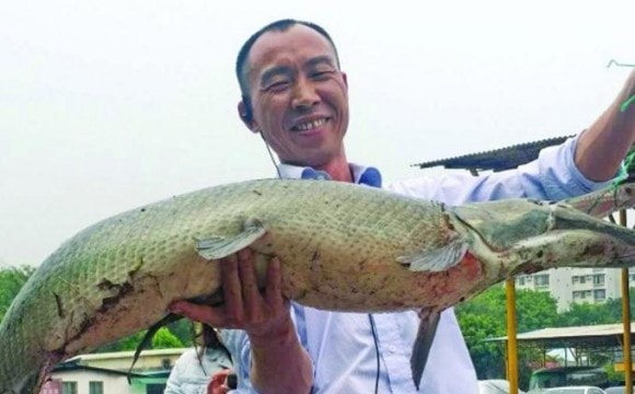 廣州小區湖內大量錦鯉莫名消失 大叔大戰3天擒拿“湖怪”