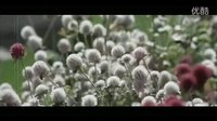 鳳飛飛 金盞花兒開了 電影《金盞花》主題曲