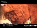 北京仕祥獒園 超紅孩兒 酷獒網 大五攝制