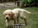 導盲犬小Q北美上映人狗真情相伴